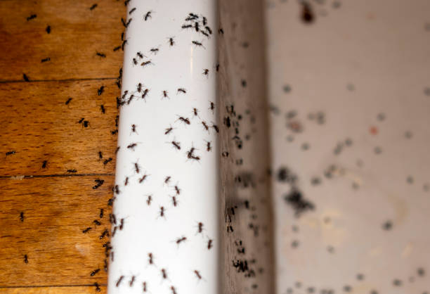 Best Affordable Pest Control Services  in New Canaan, CT