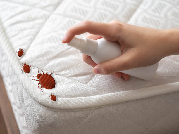 Best Wasp Removal Services  in New Canaan, CT